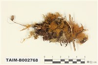 藏品(羽苔屬)的圖片